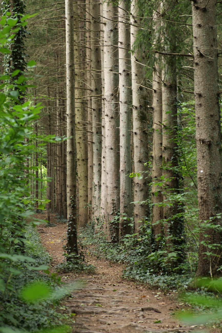 Wald & Wiese 10