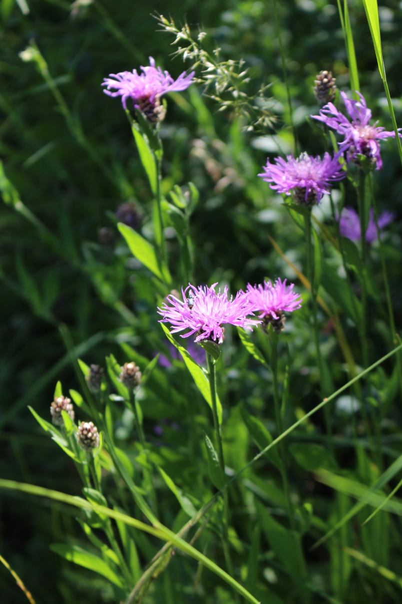 Wald & Wiese 8