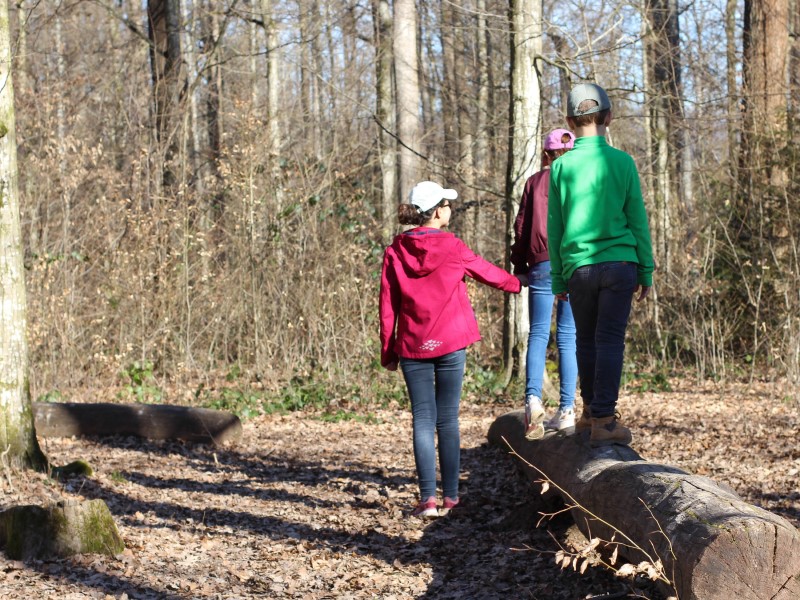 Wald & Wiese 17
