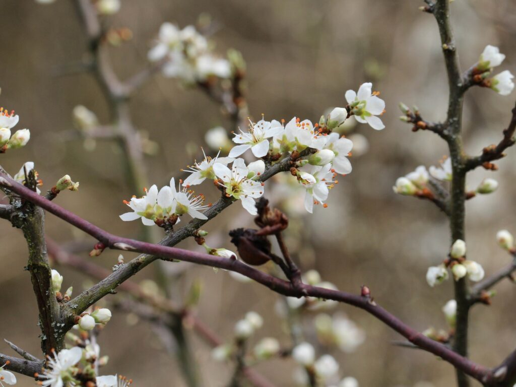 Blühende Schlehe (Prunus spinosa)