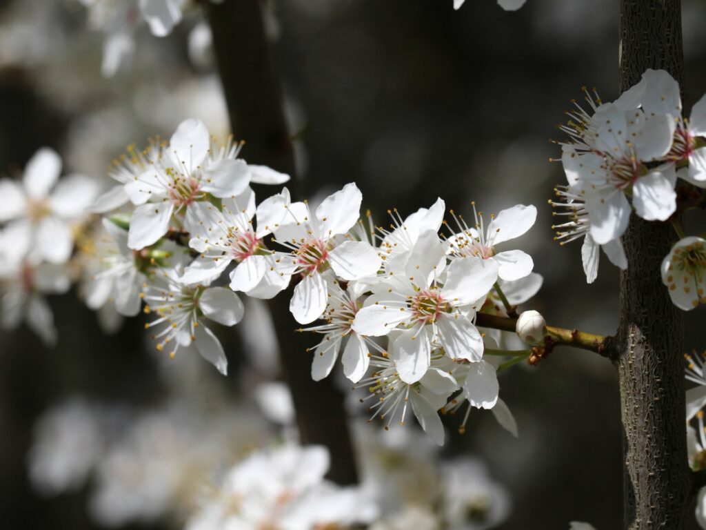 Blühende Kirschpflaume (Prunus cerasifera)