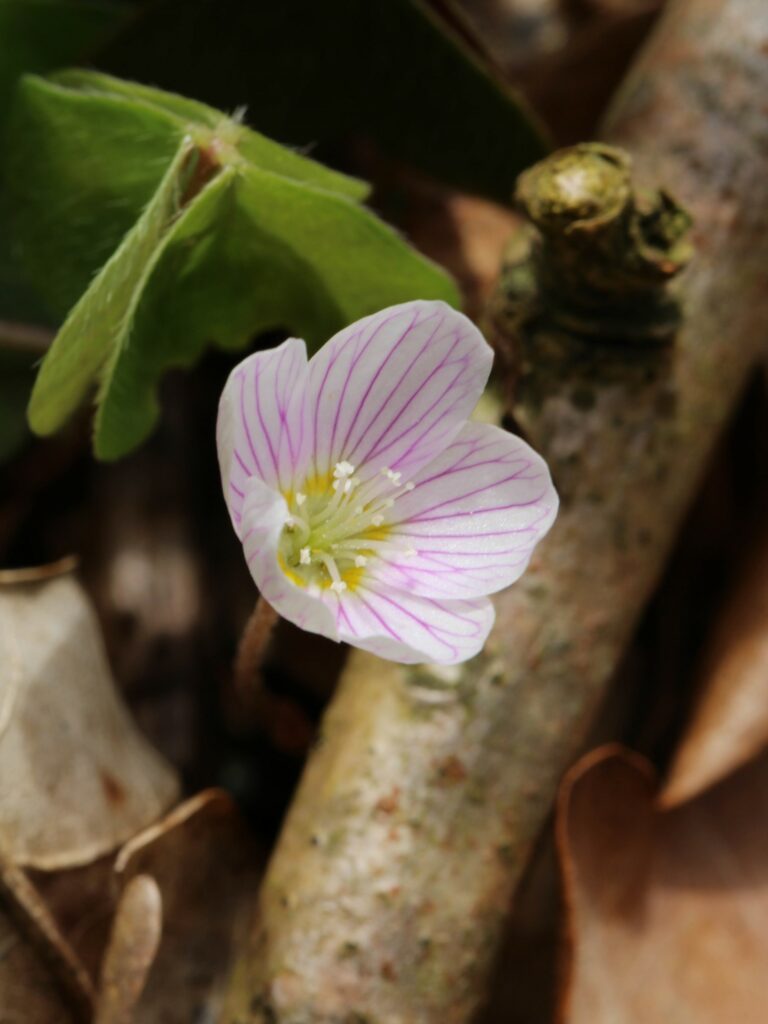 Waldsauerklee-Blüte
