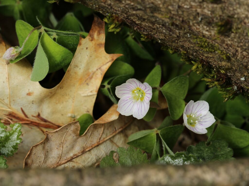 Waldsauerklee-Blüten