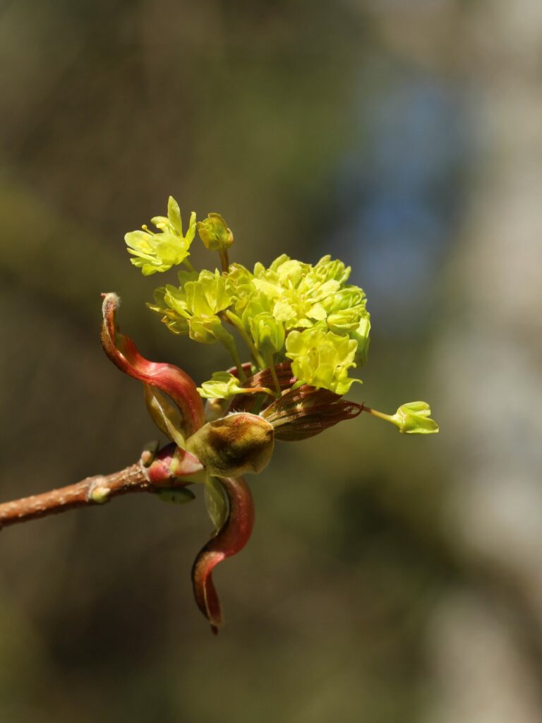 Spitzahorn-Blüte