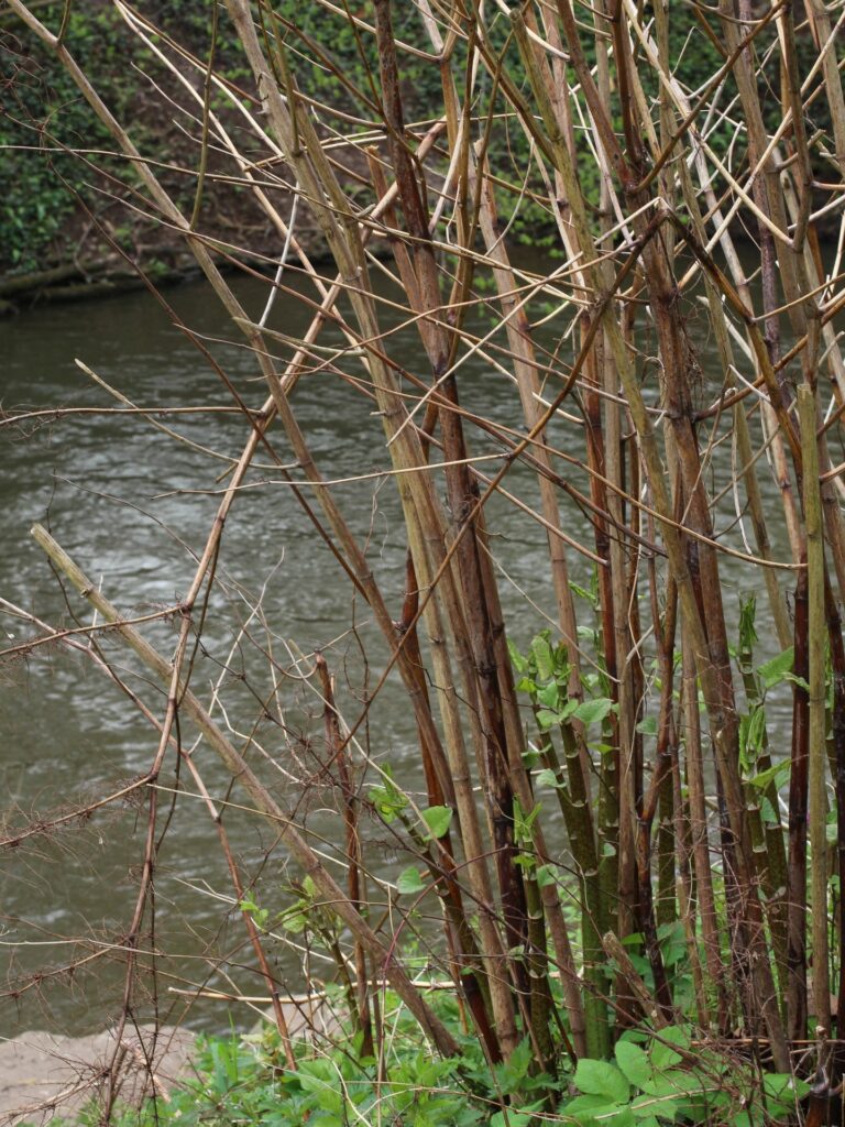 Japanischer Staudenknöterich (Fallopia japonica) am Flussufer