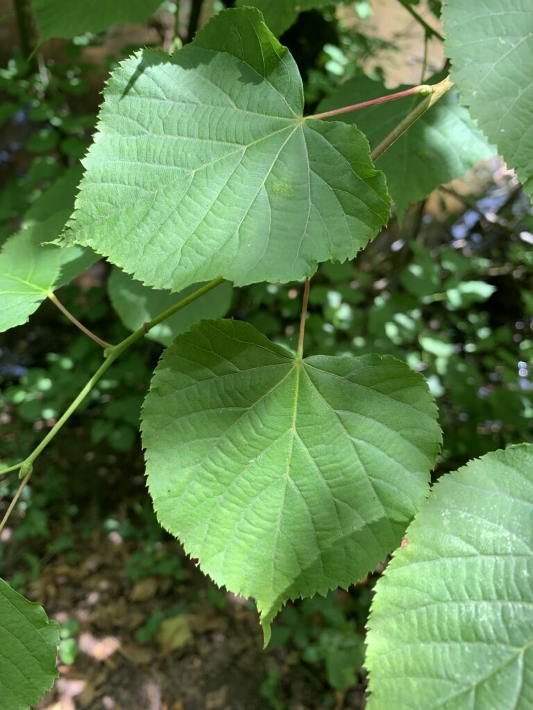 Herzförmige Blätter der Sommerlinde (Tilia platyphyllos)