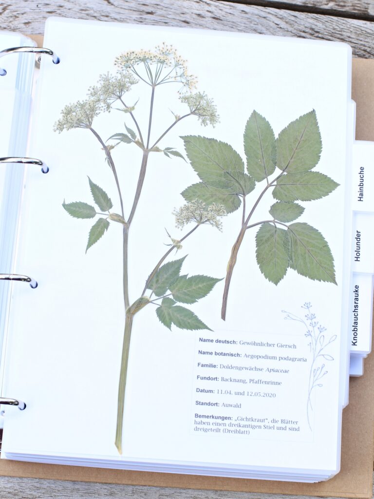 Herbarium Regina Zehetner, Wildpflanzenpädagogin