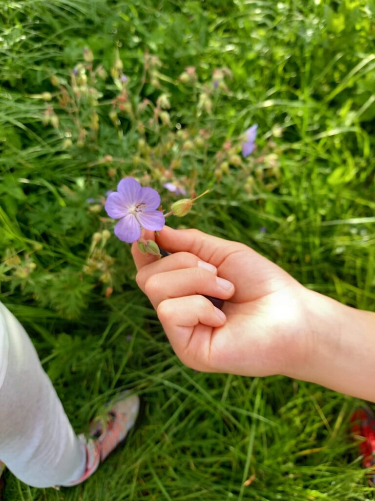 Warum haben Blumen bunte Farben? Wald & Wiese Wildkräutertour mit Kindern