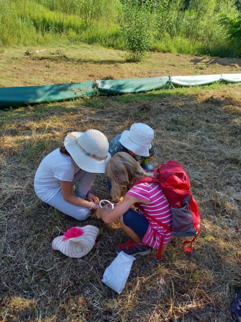 Pflanzenforscher unterwegs - Wald & Wiese Wildkräutertour mit Kindern