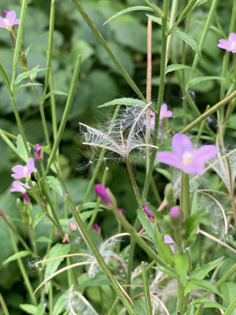 Schirmflieger-Samen des Kleinblütigen Weideröschens