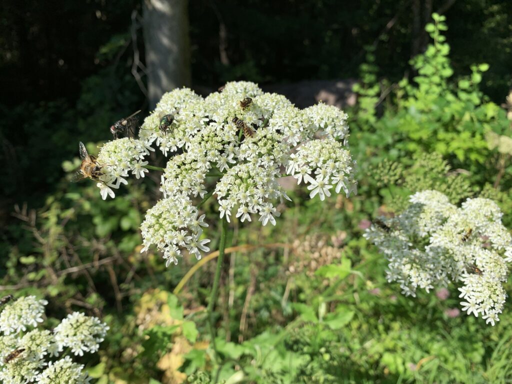 Doldenblüte des Wiesen-Bärenklaus (Heracleum sphondylium)