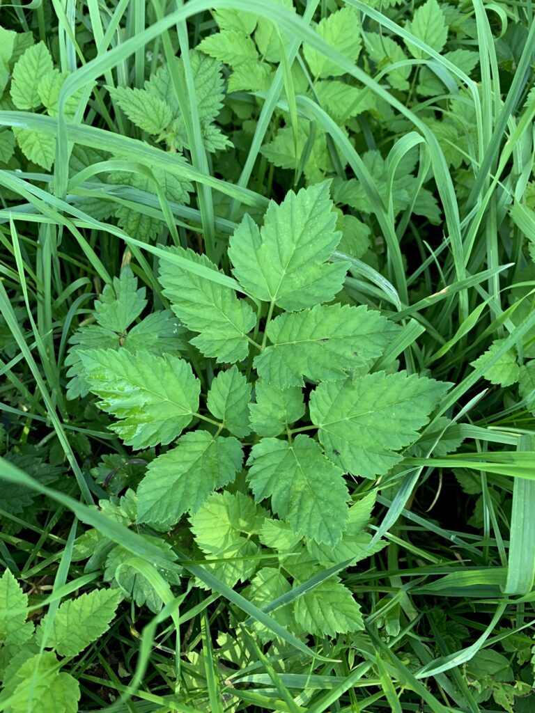 Giersch (Aegopodium podagraria)