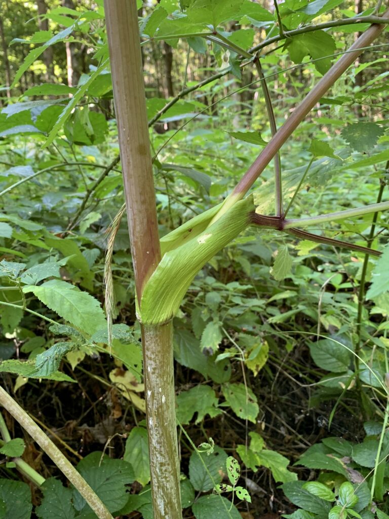 Sprossachse der Wald-Engelwurz (Angelica sylvestris)