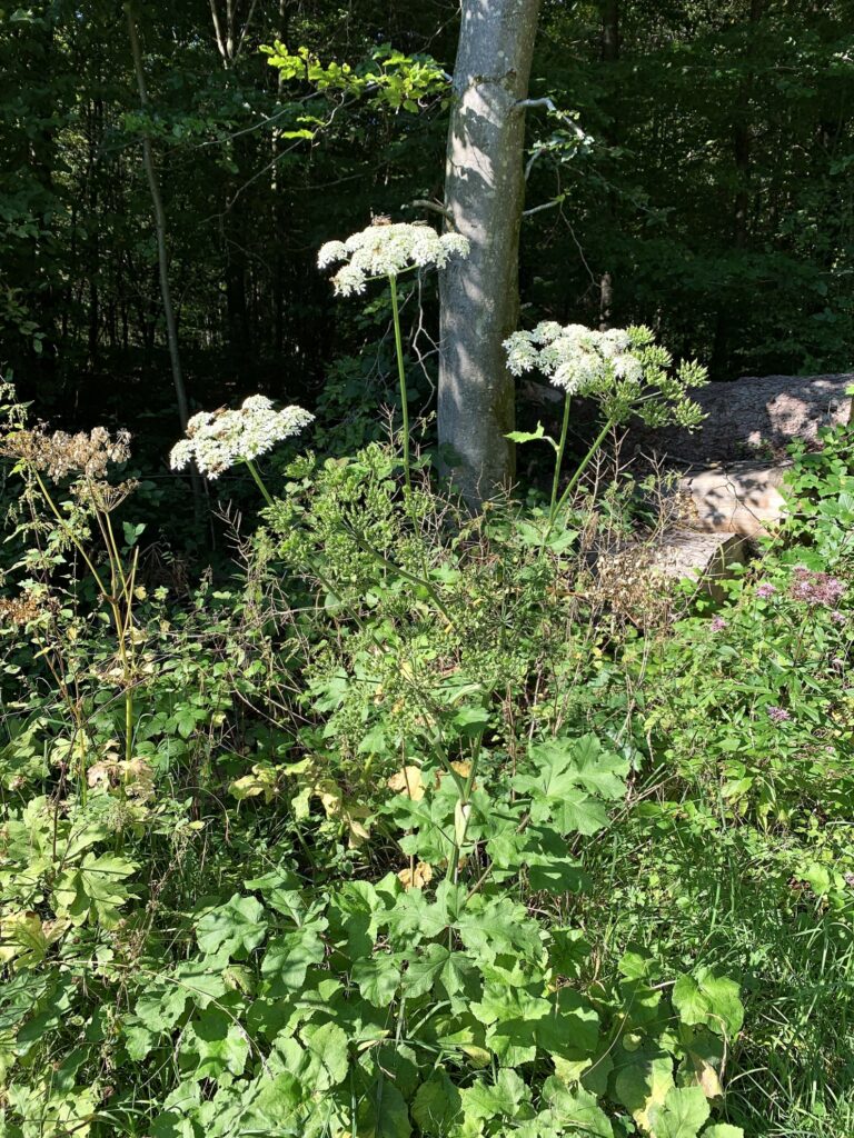 Wiesen-Bärenklau (Heracleum sphondylium) 