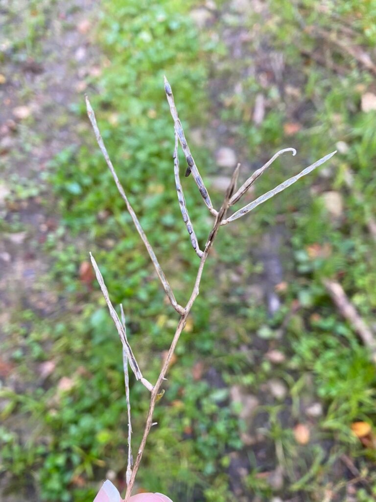 Samen der Knoblauchsrauke (Alliaria petiolata)