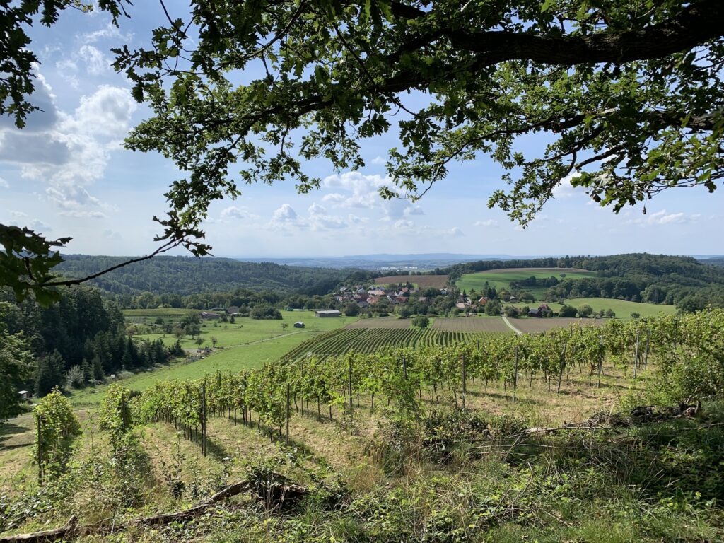 Wald & Wiese Rundwanderung in den Löwensteiner "Wein"-Bergen