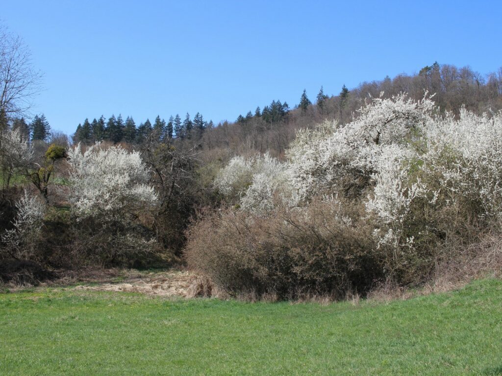 Schlehenhecken (Prusus spinosa) im Frühling