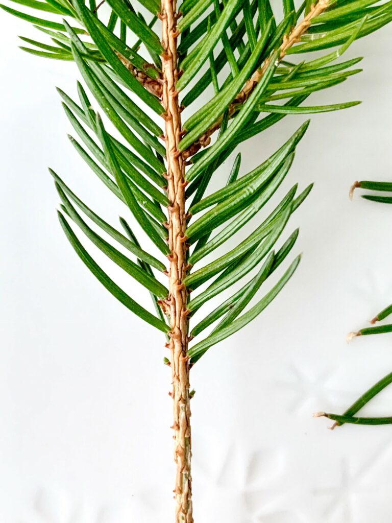 Zweig mit Nadeln der Gewöhnlichen Fichte (Picea abies)