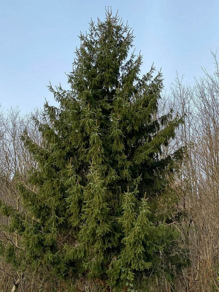 Gewöhnliche Fichte (Picea abies)
