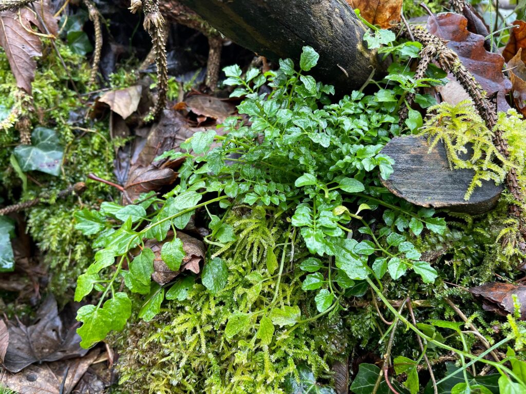 Wald-Schaumkraut (Cardamine flexuosa)