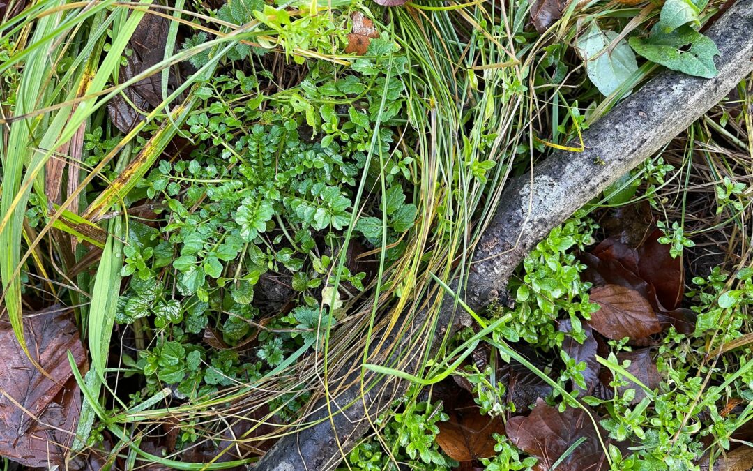 Wald-Schaumkraut (Cardamine flexuosa) und Vogelmiere (Stellaria media)