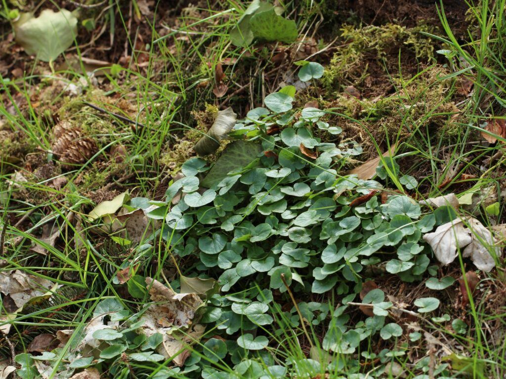 Gewöhnliches Scharbockskraut (Ranunculus ficaria) 