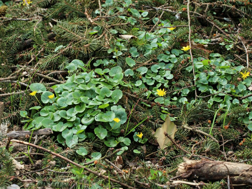 Gewöhnliches Scharbockskraut (Ranunculus ficaria)