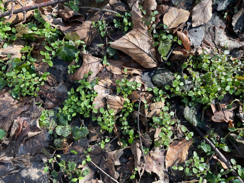 keimender Efeublättriger Ehrenpreis (Veronica hederifolia)