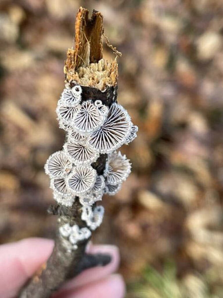 Pilze an einem kleinen Ast