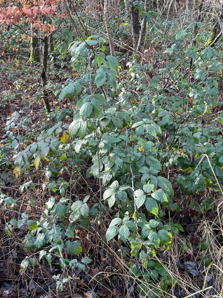 Brombeere (rubus fruticosus)