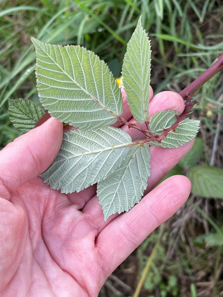 Brombeere (Rubus fruticosus)