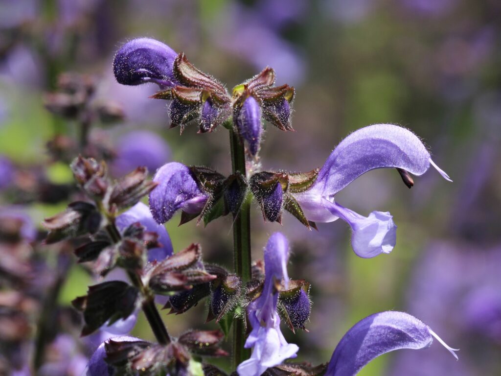 Wiesensalbei (Salvia pratense)
