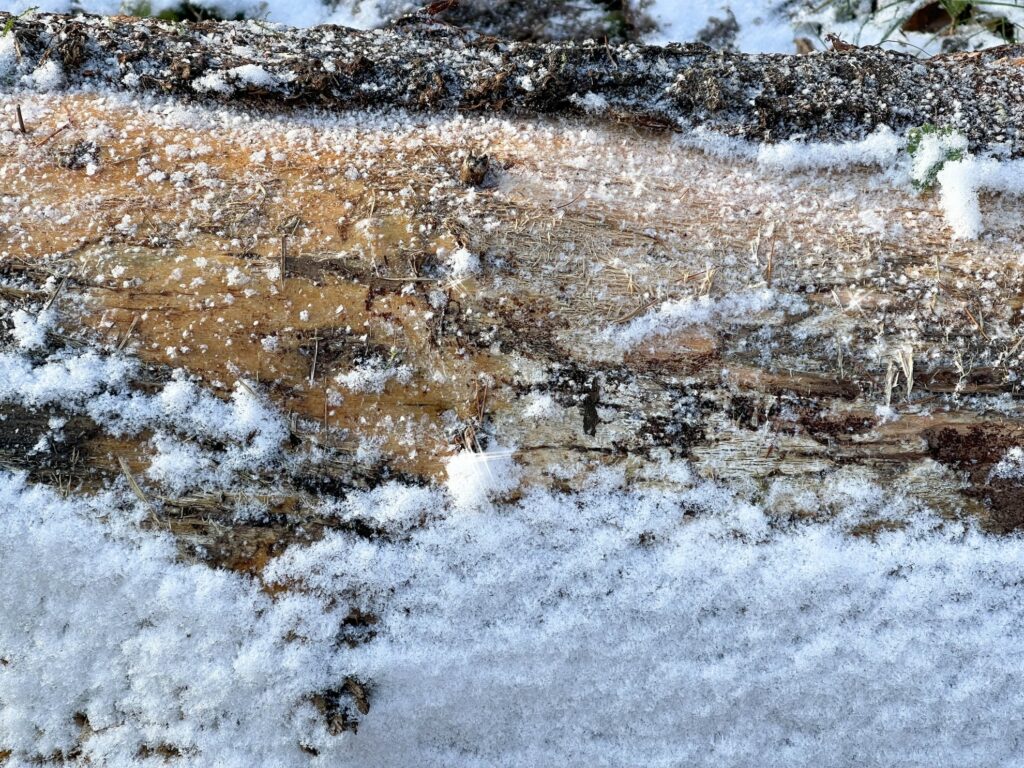 Glitzernde Schneeflocken auf Baumstamm