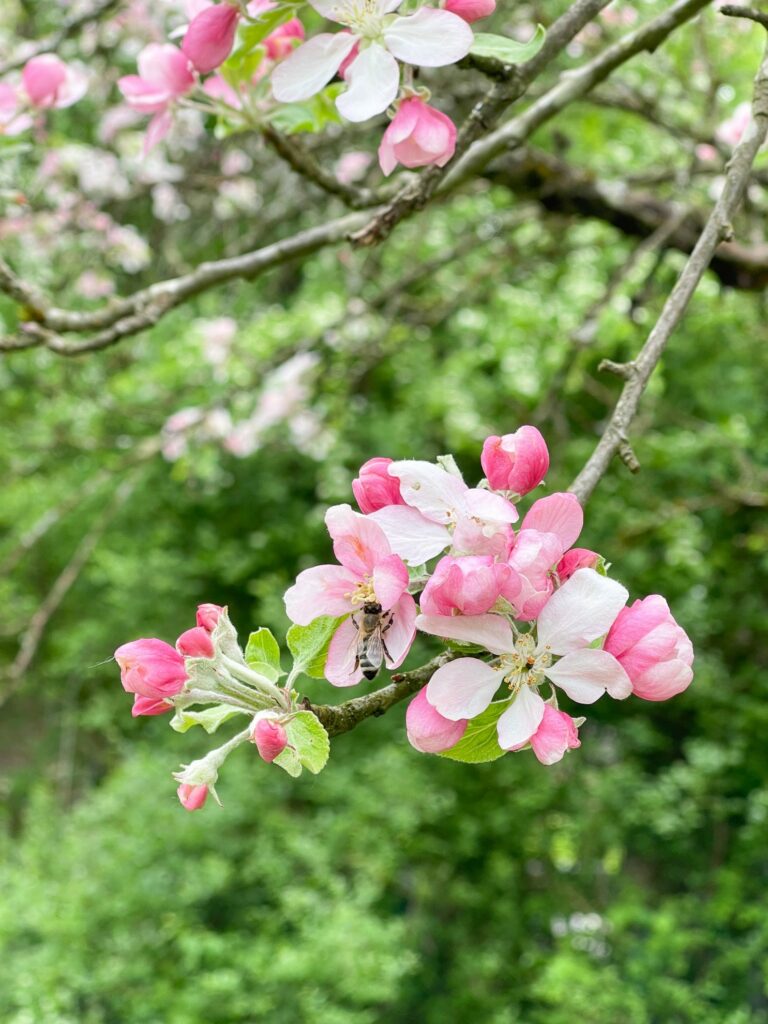 Apfelblüte in den Streuobstwiesen bei Urbach