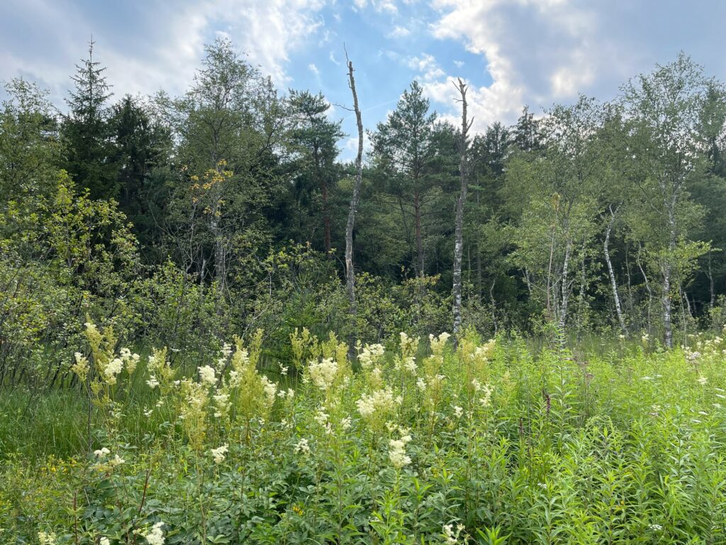 Wiese mit Echtem Mädesüß