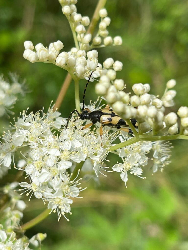 Echtes Mädesüß mit Geflecktem Schmalbock