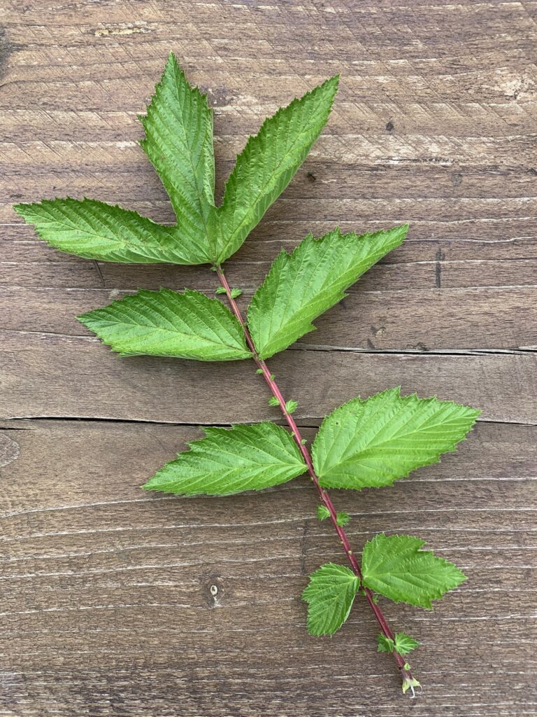 Blatt des Echten Mädesüß