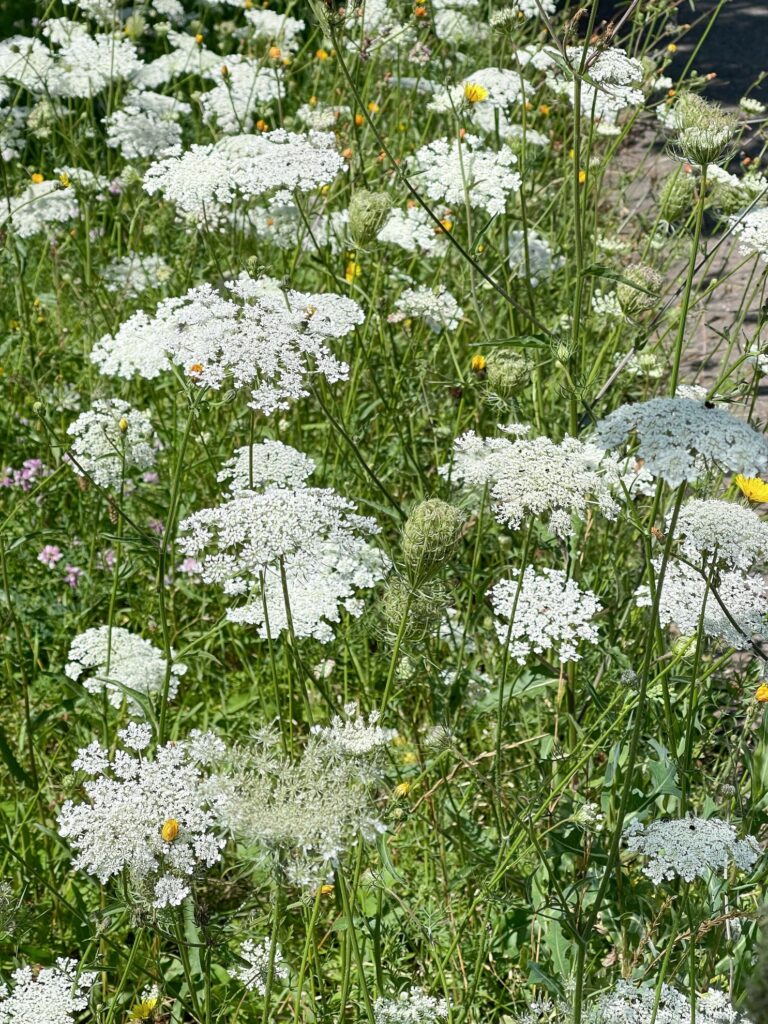 Wilde Möhre (Daucus carota)