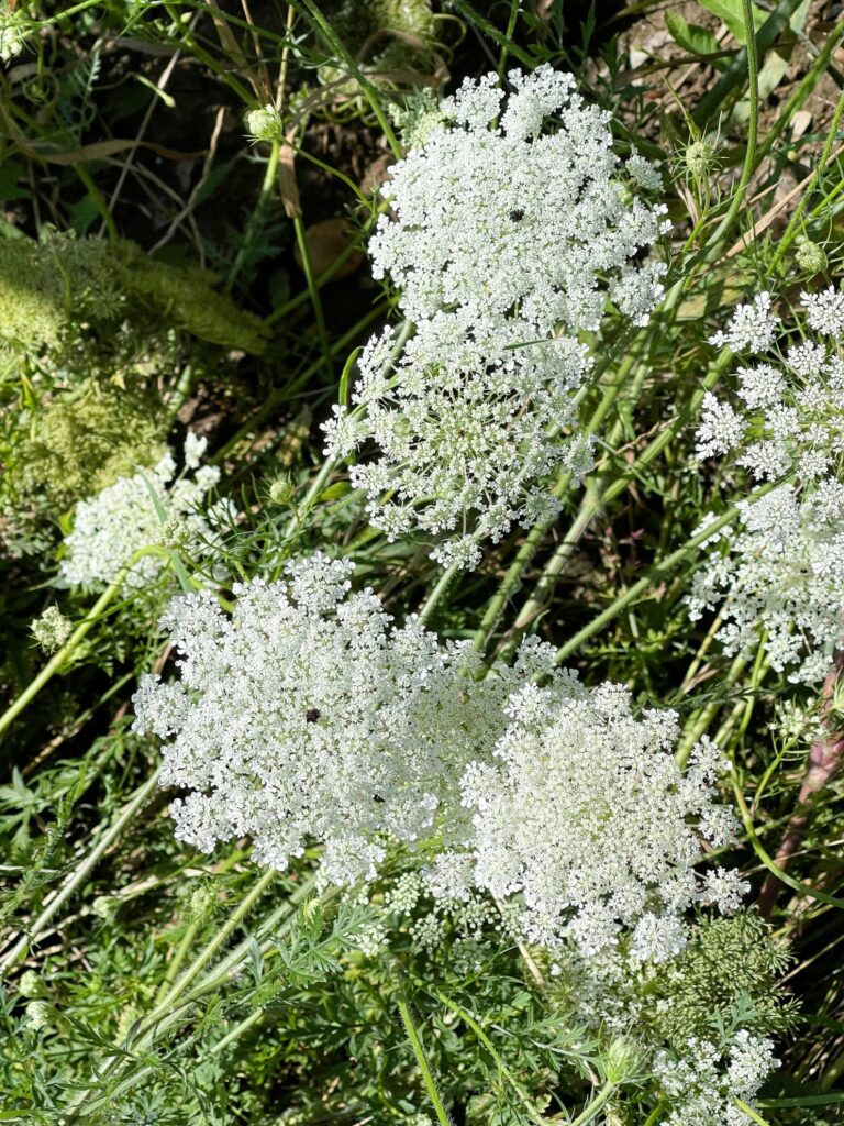 Wilde Möhre (Daucus carota)