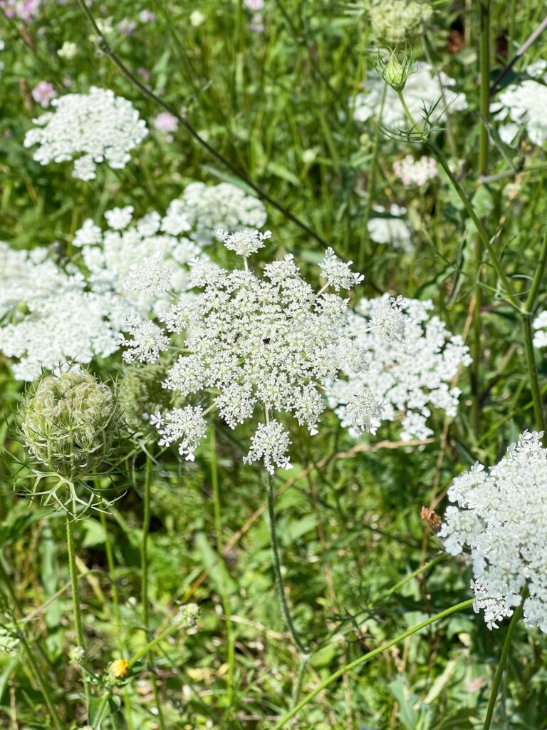 Wilde Möhre (Daucus carota)