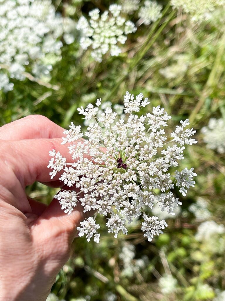 Wilde Möhre (Daucus carota)