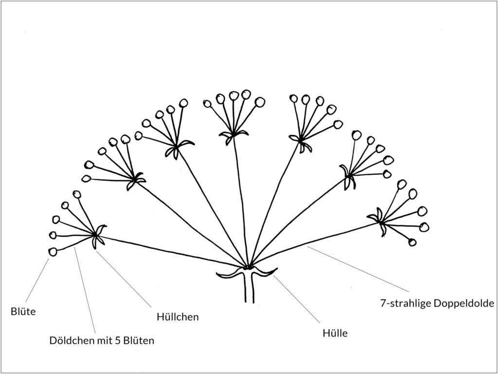 Skizze einer typischen Doppeldolde bei Doldenblütlern