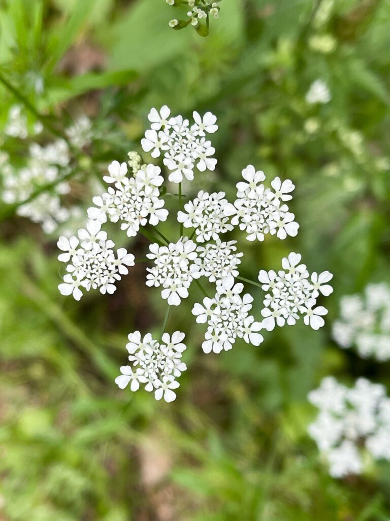 Doppeldolde des Wiesen-Kerbels