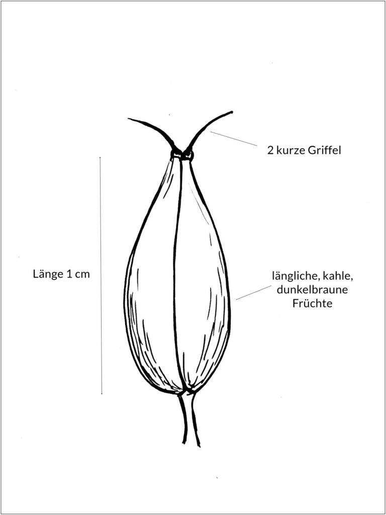 Skizze Spaltfrucht Wiesen-Kerbel mit 2 Griffeln