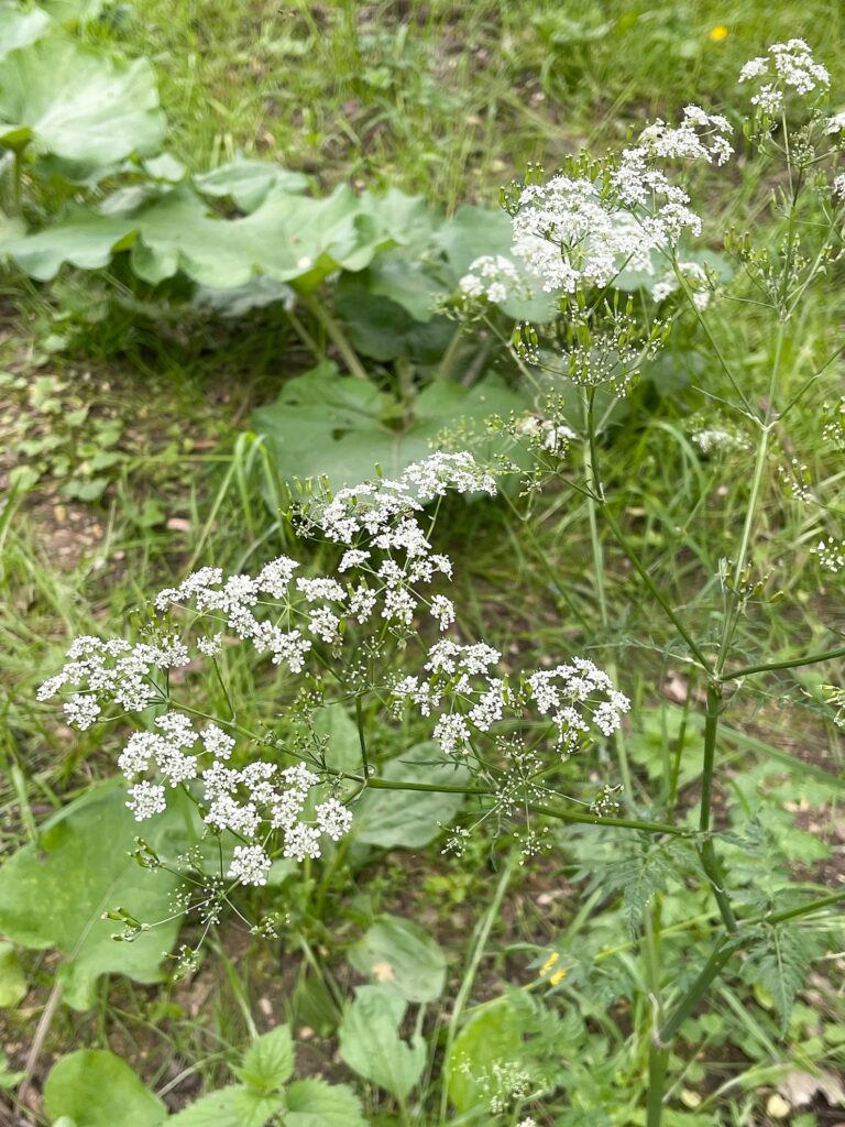 Wiesen-Kerbel mit Blütenständen (Doppeldolden) und noch grünen Spaltfrüchten