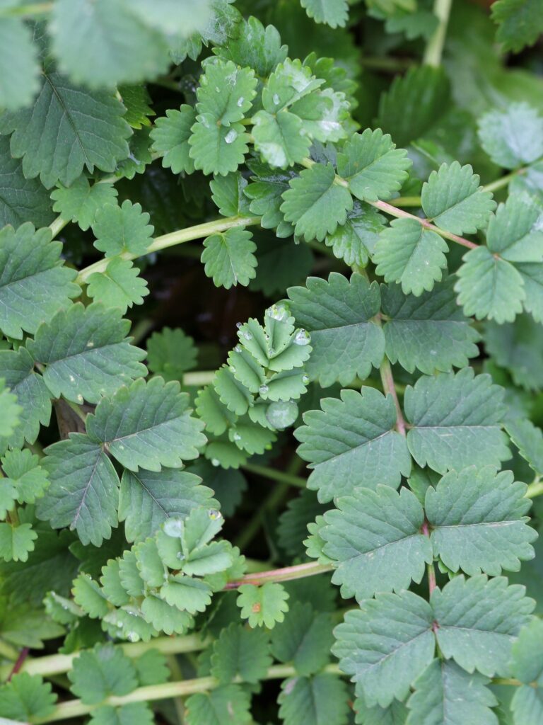 Kleiner Wiesenknopf (Sanguisorba minor)