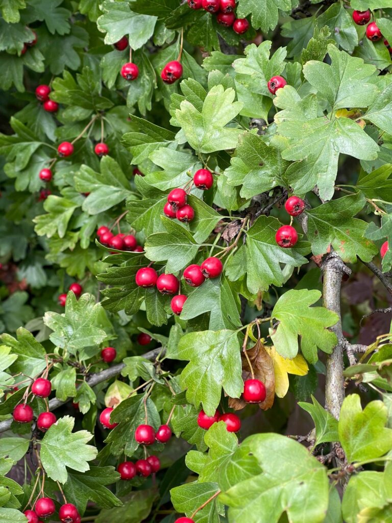 Eingriffeliger Weißdorn (Crataegus monogyna)