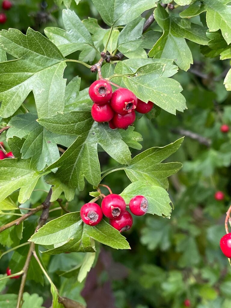 Eingriffeliger Weißdorn (Crataegus monogyna)