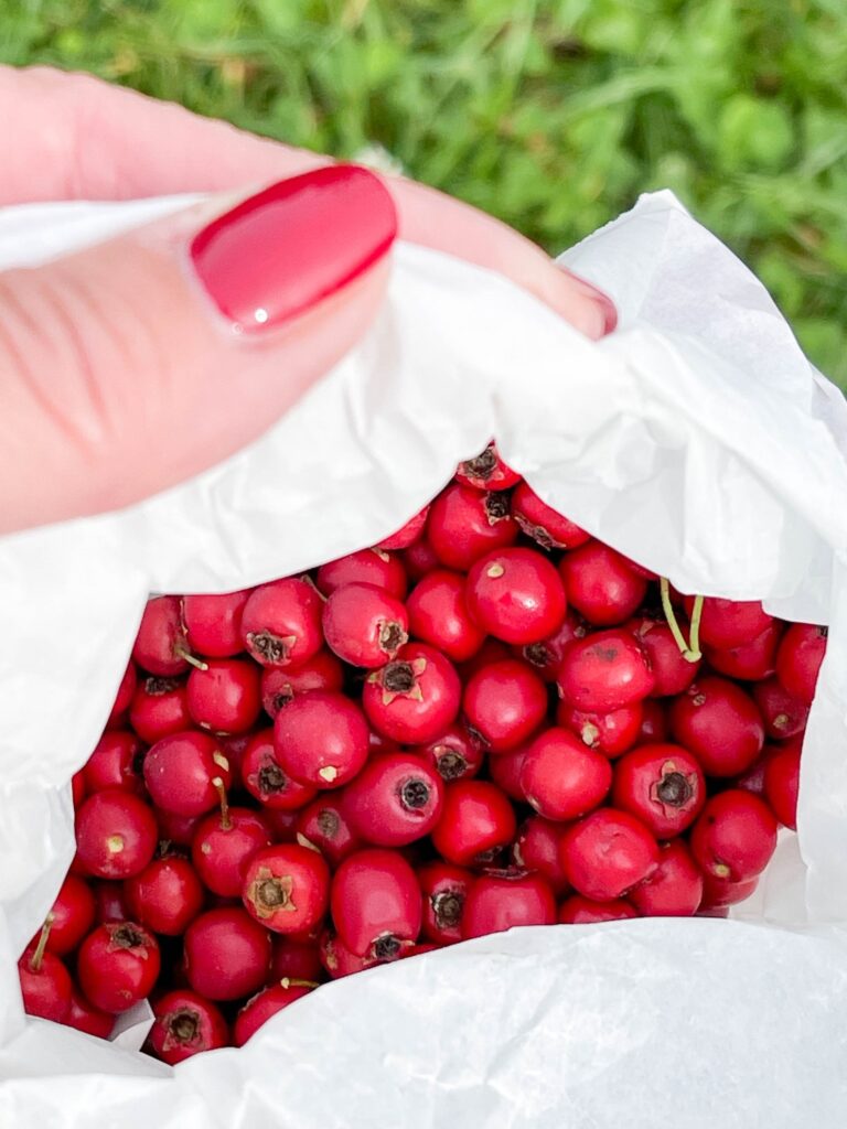 Knallrote, reife Apfelfrüchte (Steinfrüchte) des Eingriffeligen Weißdorns