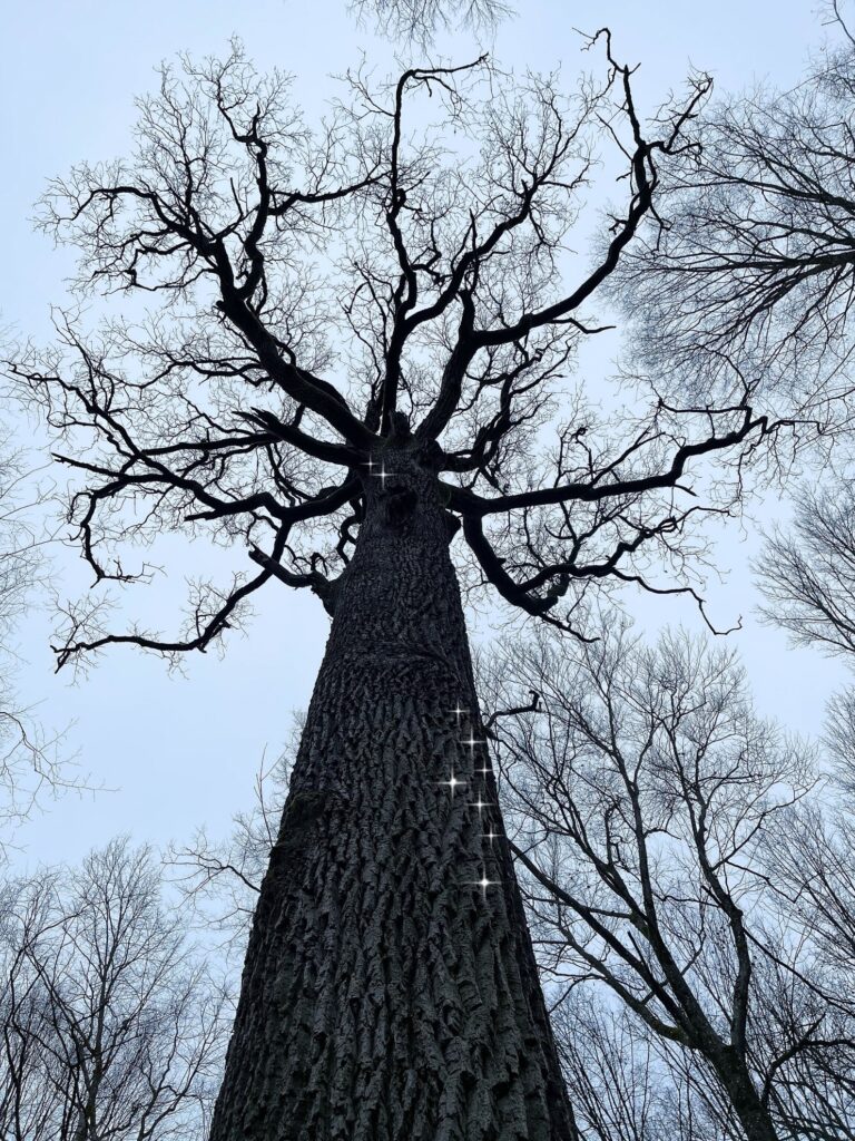 Weihnachten im Wald